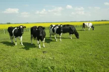 &lt;p&gt;Krowy wypasane na koniczynie mają o 70% więcej zdrowych kwasów tłuszczowych omega-3 w mleku niż krowy karmione kiszonką.&lt;/p&gt;