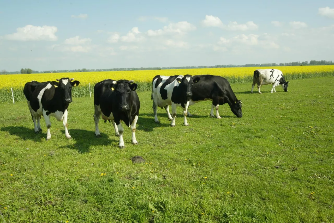 &lt;p&gt;Krowy wypasane na koniczynie mają o 70% więcej zdrowych kwasów tłuszczowych omega-3 w mleku niż krowy karmione kiszonką.&lt;/p&gt;