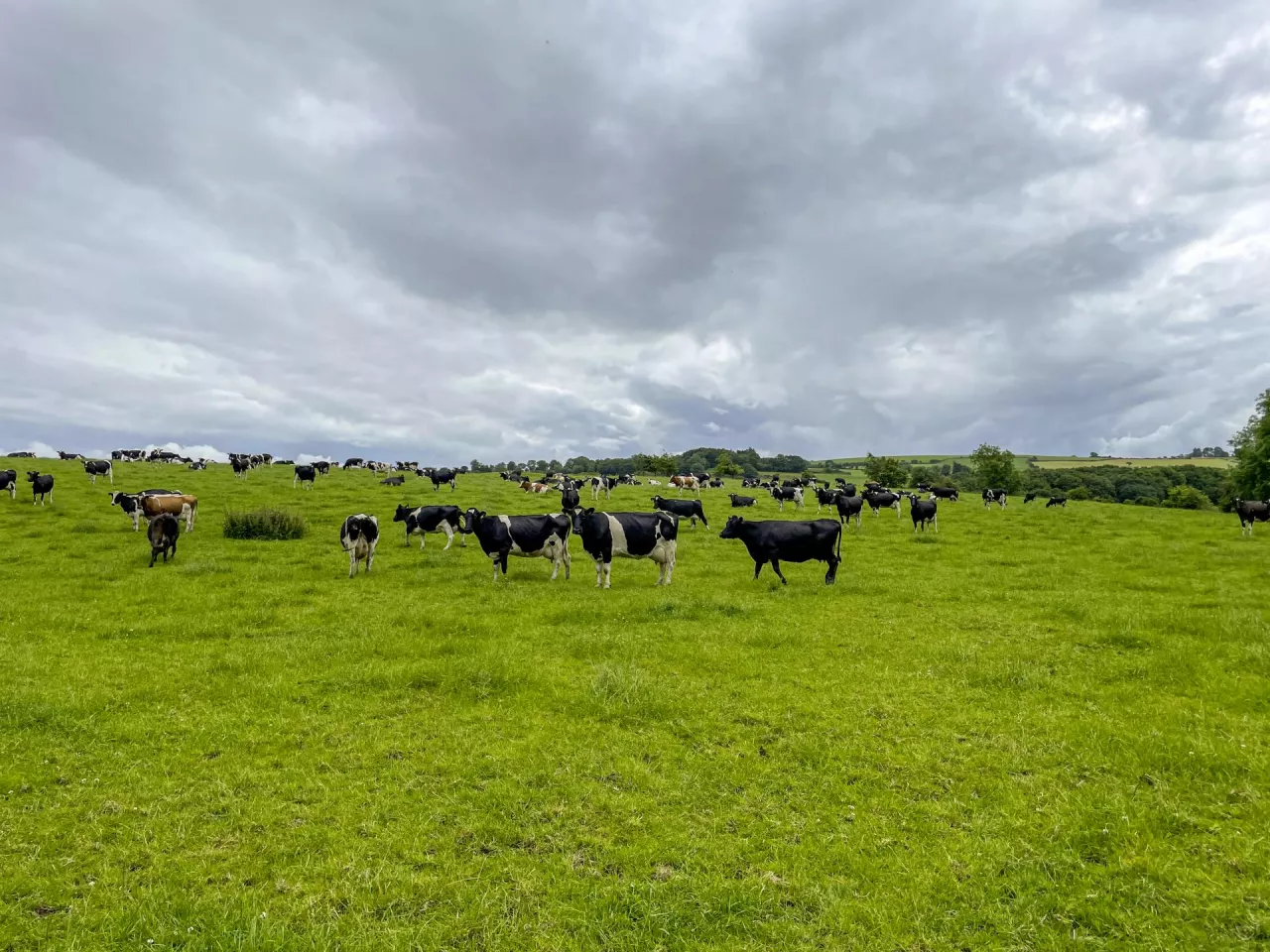 &lt;p&gt;Wiodąca rola z punktu cięcia kosztów – dzięki produkcji mleka na pastwiskach i sezonowym wycieleniom, irlandzkie gospodarstwa mleczne mają najniższe koszty w porównaniu z innymi krajami zrzeszonymi w EDF. Jednak i tutaj koszty rosną, zwłaszcza te związane z cenami gruntów&lt;/p&gt;