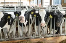 &lt;p&gt;Krowy objęte oceną charakteryzowały się średnią wydajnością na poziomie 9037 kg mleka o zawartości tłuszczu wynoszącej 4,07 proc. (368 kg) oraz białka 3,42 proc. (309 kg).&lt;/p&gt;