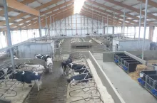 &lt;p&gt;Chińskie badania wykazały, że podawanie dodatku bupleurum do paszy dla krów cierpiących z powodu stresu cieplnego poprawiło produkcję mleka i zmniejszyło negatywne skutki stresu cieplnego&lt;/p&gt;