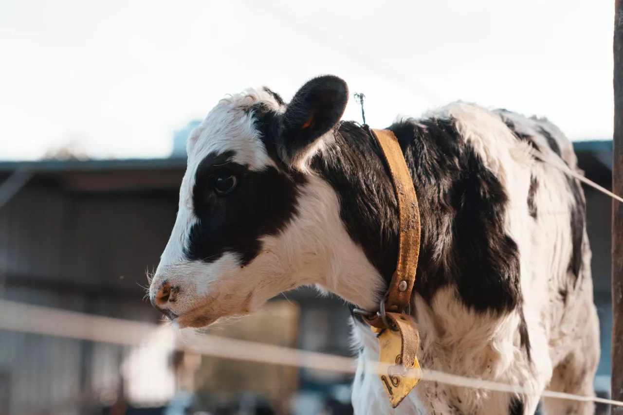 &lt;p&gt;BVD jest jednym z najważniejszych wirusów wpływających na zdrowie i dobrostan bydła na całym świecie, kosztującym przemysł mleczarski krocie &lt;em&gt;(zdjęcie poglądowe)&lt;/em&gt;.&lt;/p&gt;