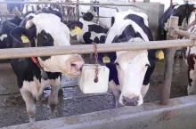 Analizy ekonomiczne wykazały, że krowy z przedłużoną laktacją mają niższe, roczne koszty inseminacji oraz mniejszą liczbę zabiegów weterynaryjnych