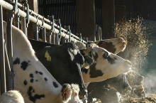 Niektóre krowy przyzwyczajają się do rzucania paszą. Czy należy się temu przyglądać? Czy to zjawisko jest złe?