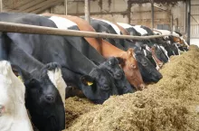 Zbyt duże stężenie mykotoksyn niszczy mikroflorę żwaczową, dlatego też u krów może pojawić się brak apetytu