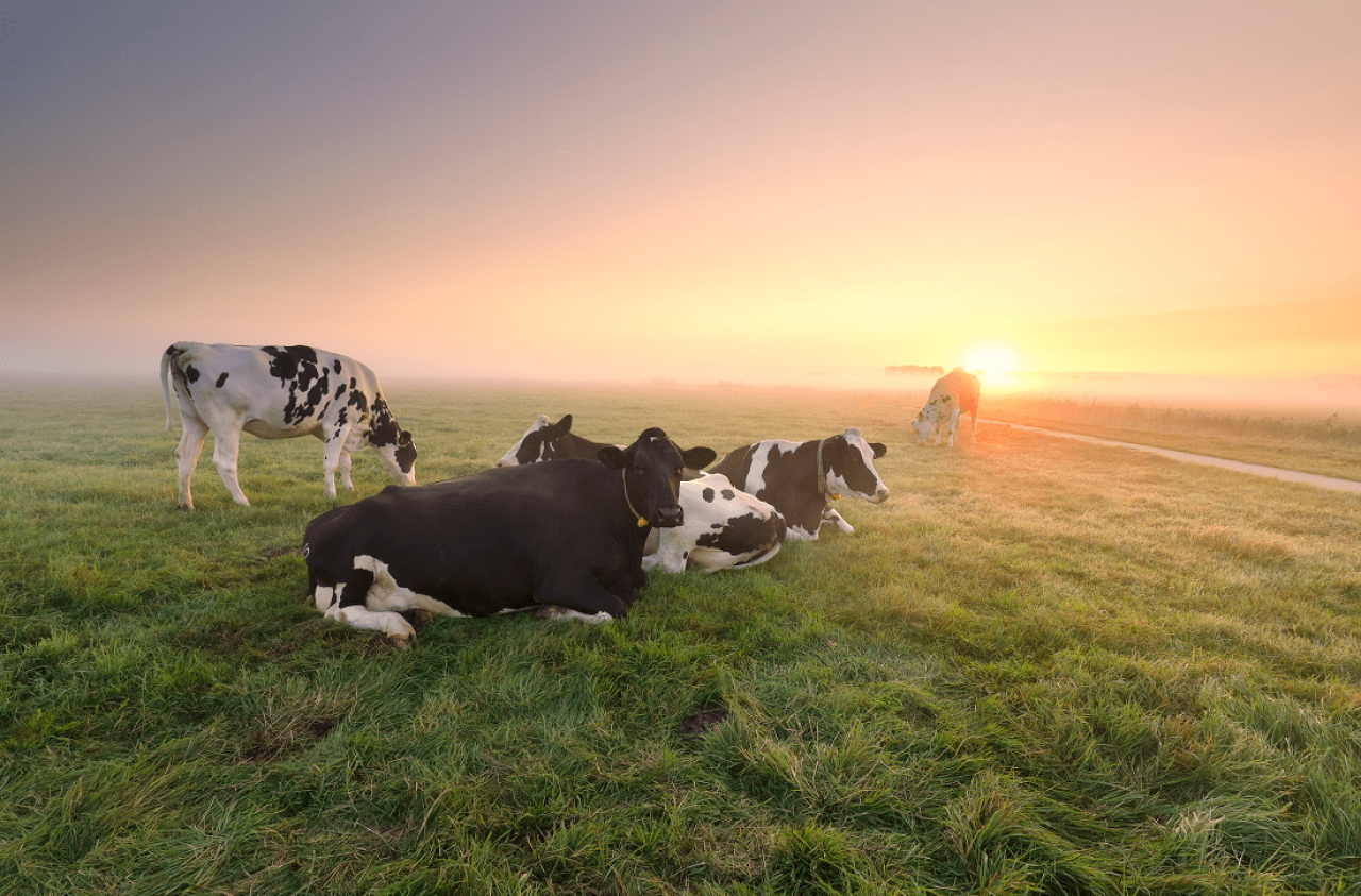 Chociaż producenci mleka nie mają wątpliwości co do sensowności kontroli użytkowości mlecznej, poddają analizie również ten koszt. Jak do tego podchodzą bawarscy rolnicy?