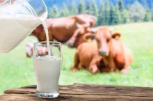 Umowa o wolnym handlu między UE a Nową Zelandią wchodzi w życie. Czy zaleje nas tania wołowina i mleko?