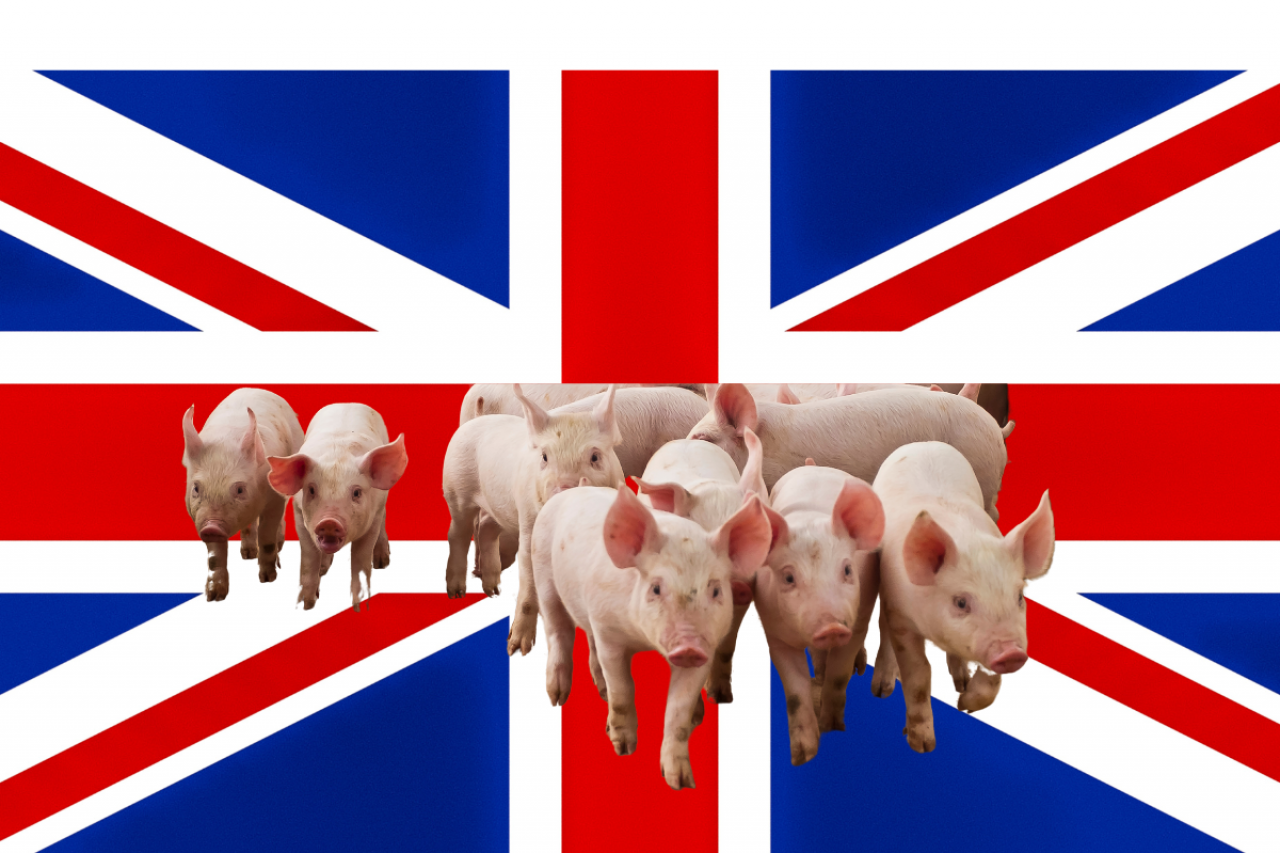 UPEMI alarmuje, że eksport wieprzowiny do Wielkiej Brytanii może być ograniczony