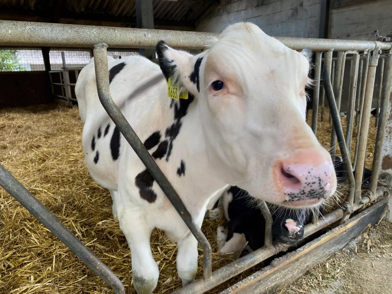 Dotychczas niewiele było wiadomo na temat rozprzestrzeniania się patogenu Mycoplasma bovis między grupami wiekowymi w gospodarstwach mlecznych.