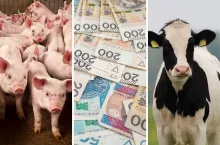 Jest wniosek o dopłaty do zakupu zwierząt hodowlanych