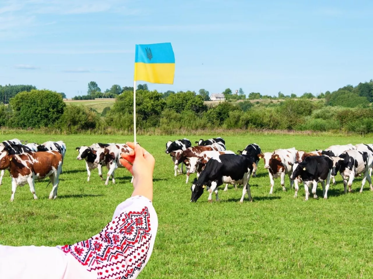 Dopłaty do krów na Ukrainie są 6-krotnie wyższe niż u nas. Co będzie dalej?