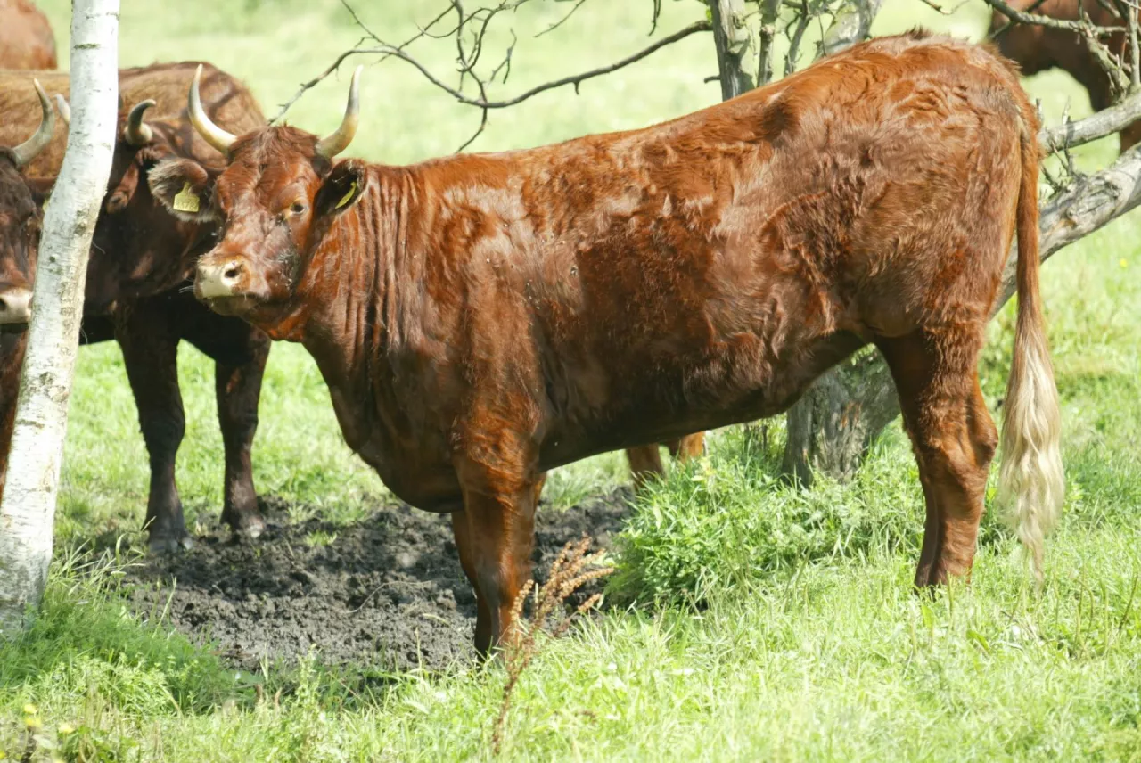 Widok bydła rasy salers to rzadkość, a szkoda, bo to piękne zwierzęta wyróżniające się długimi, jasnymi rogami oraz jednolitym ciemnobrązowym umaszczeniem przechodzącym w czerwonomahoniowe