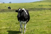 Jedna krowa emituje znacznie więcej metanu niż inna, a 20% tych różnic jest dziedziczne. 