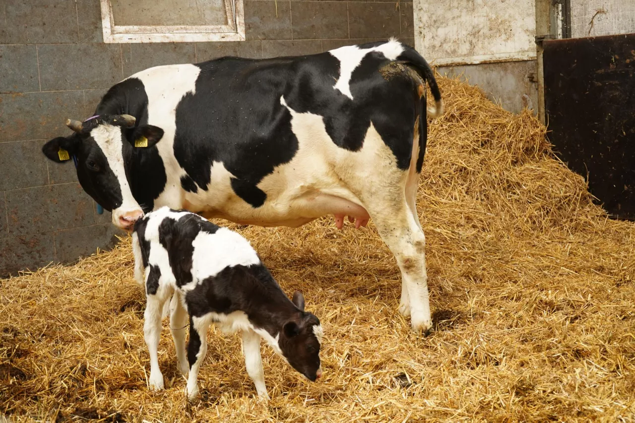 Duży odsetek krów w pierwszym dniu po porodzie wykazuje podniesioną ciepłotę ciała, dlatego też tylko codzienne mierzenie temperatury pozwala wychwycić sztuki zagrożone schorzeniami