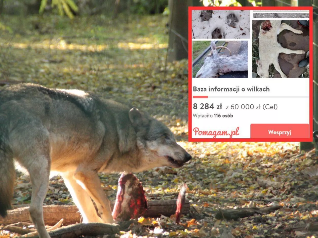Wilki zagryzają rolnikom zwierzęta. Powstaje baza ich obecności i ataków
