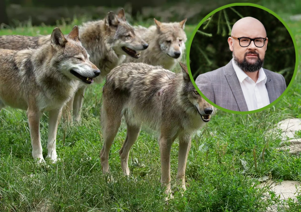 Odstrzał wilków? W UE tak, w Polsce nie. ”Wiceminister pomylił odwagę z odważnikiem”