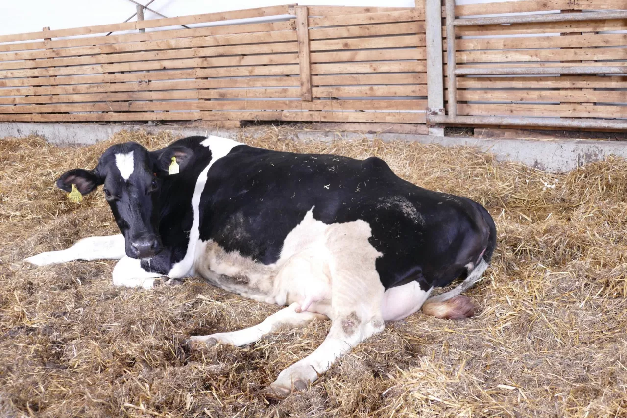 Badania wykazały, że płody żeńskie narażone na stres termiczny w macicy będą miały niższą wydajność mleczną, zaburzenia immunologiczne i krótszą długość życia.