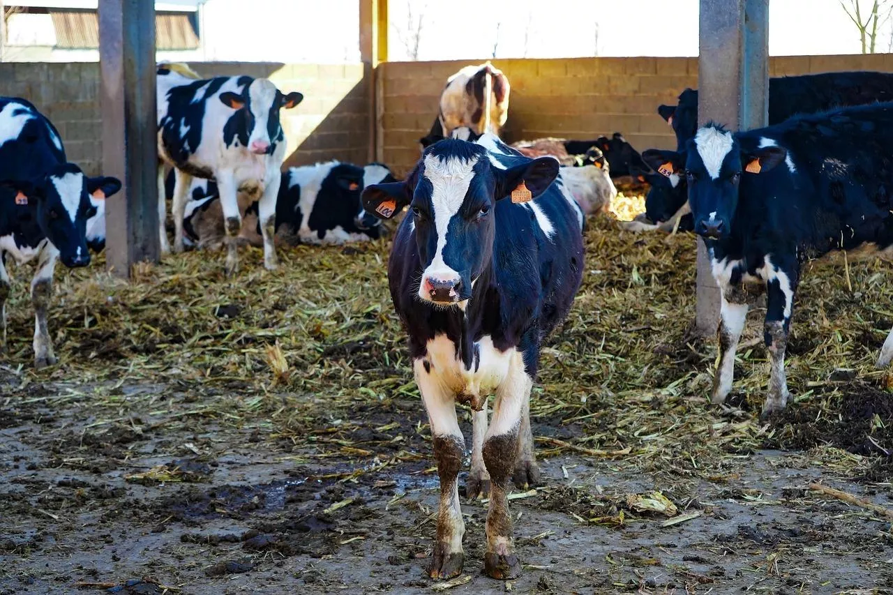 Zainstalowali inteligentną halę udojową. Ukraińskie gospodarstwo zwiększa produkcję mleka­