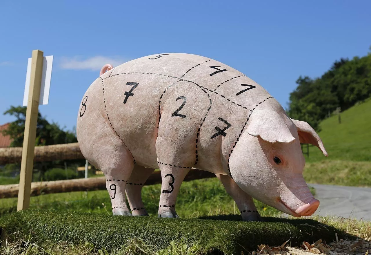 Model świni z zaznaczonymi numerami i liniami podziału tuszy rzeźnej.