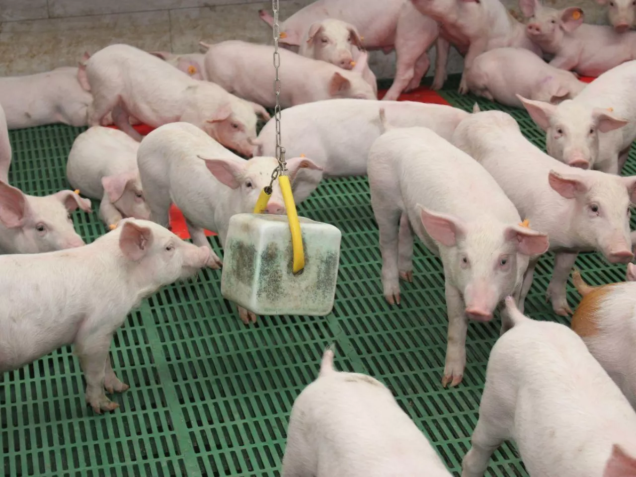 Aktywiście wtargnęły się do kilkudziesięciu chlewni bez pozwolenia, ignorując zasady bioasekuracji. To realne ryzyko rozprzestrzenienia chorób.