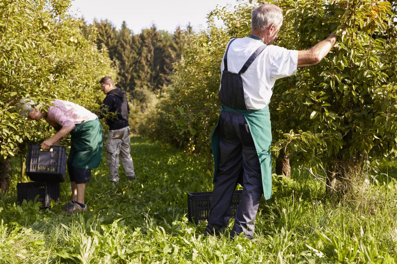 Na jakie umowy można zatrudnić pracownika w gospodarstwie? Zobacz, jakie są możliwości!