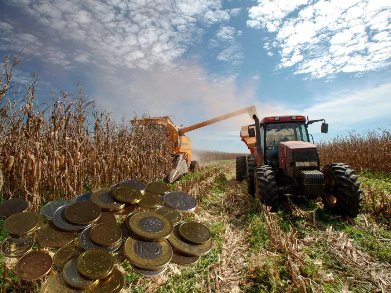 Rolnictwo się nie spina. 2300 zł straty na kukurydzy, jęczmień niewiele lepszy