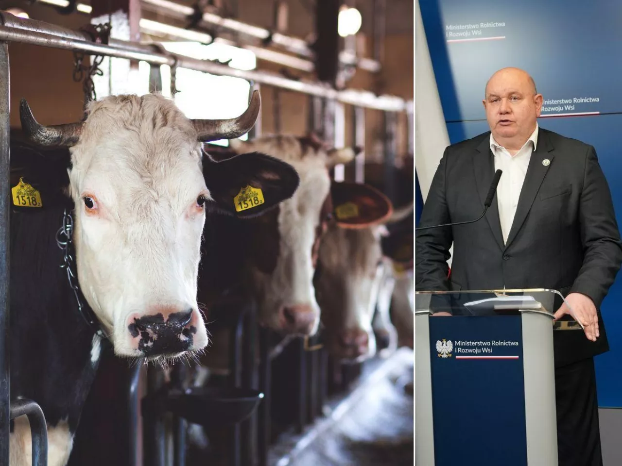 Rolnik musi wybić zwierzęta, choć nie ma środków. Rusza akcja ”Zderzenie z Przepisem”