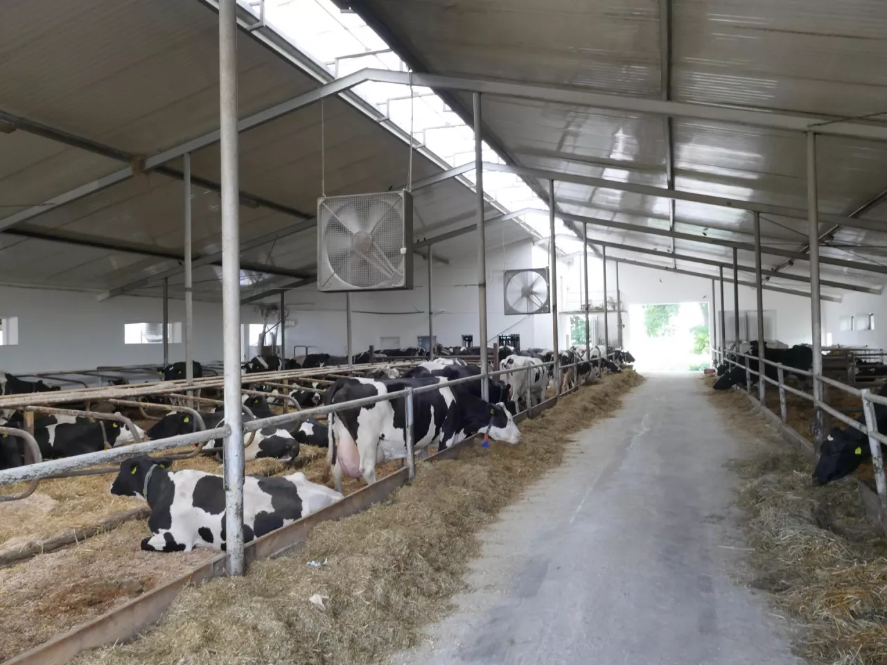 Wentylatory powinny być montowane w takiej odległości od siebie, by każde kolejne urządzenie przejmowało pracę poprzedniego. Tym sposobem zapewniamy ciąg powietrza wzdłuż całej obory