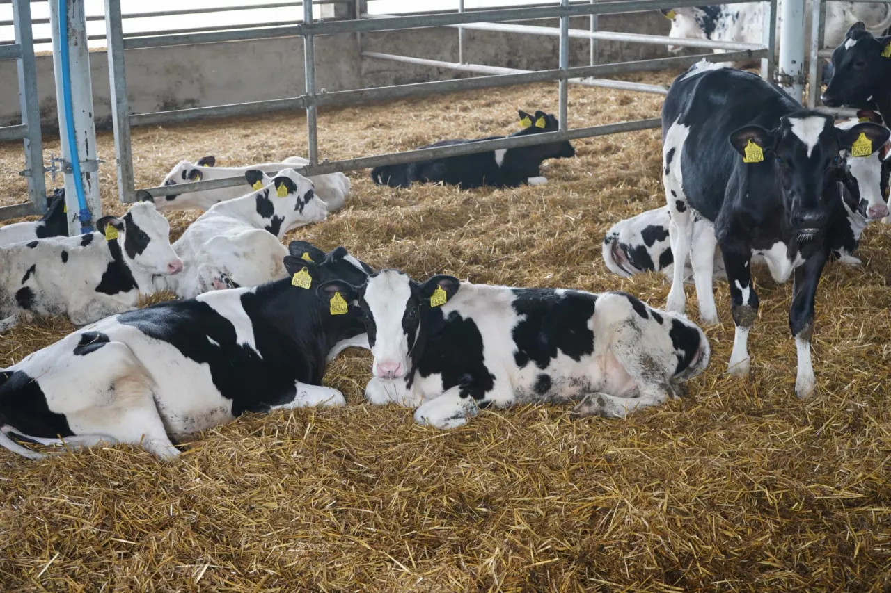 Przestrzegając podanych w artykule zasad, pierwsze wycielenia powinny odbywać się w wieku 22–23 miesięcy, a po porodzie pierwiastki powinny ważyć minimum 600 kg