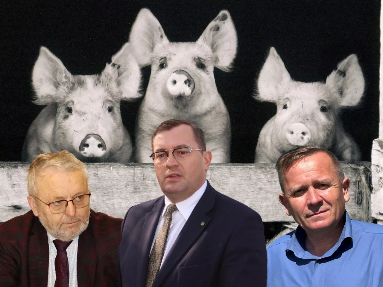 Rolnicy alarmują Krajewskiego: mniej świń to większa susza