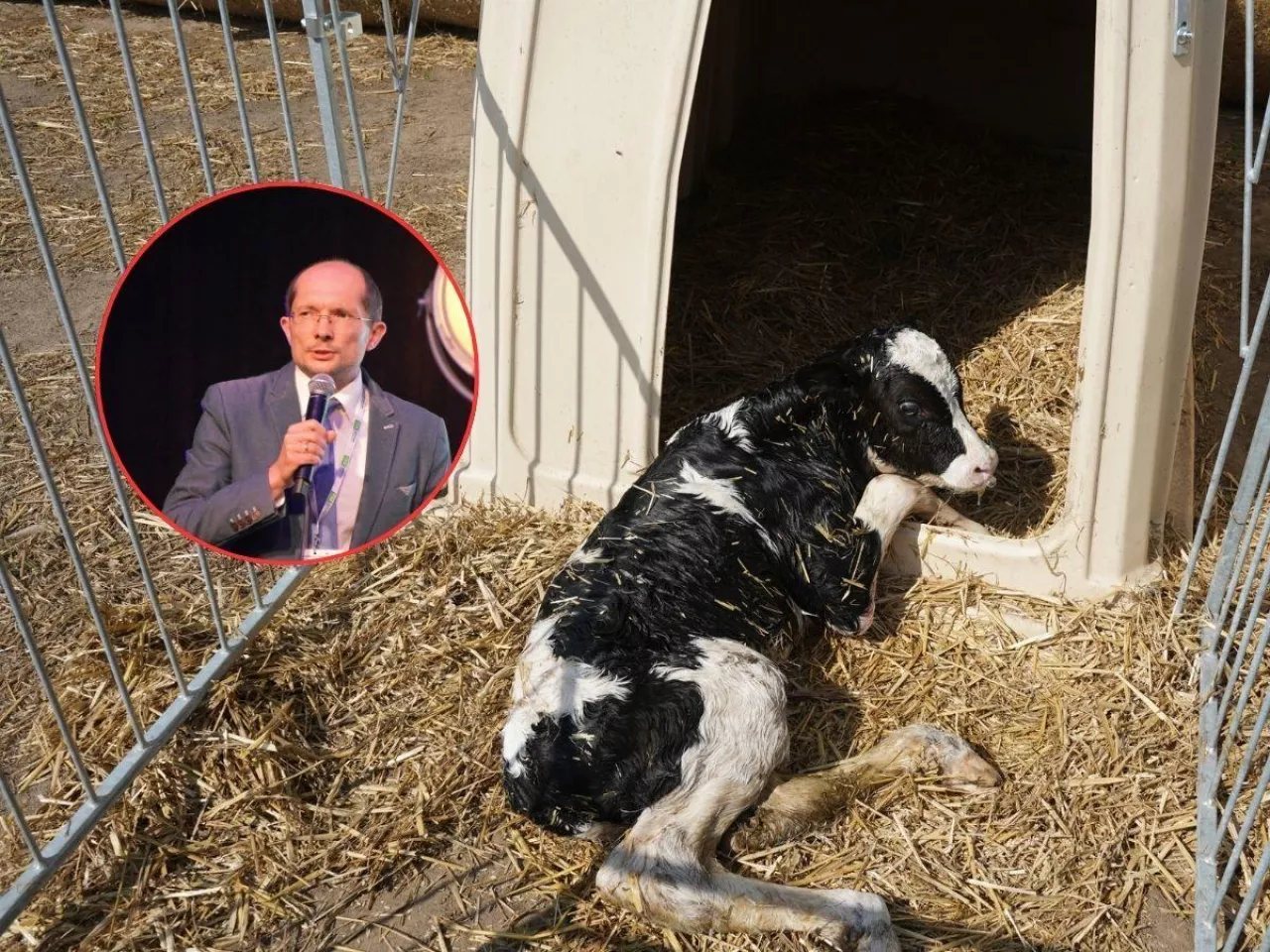 Chore cielę to strata nawet 1000 litrów mleka. Jak odchować zdrowe i silne sztuki?