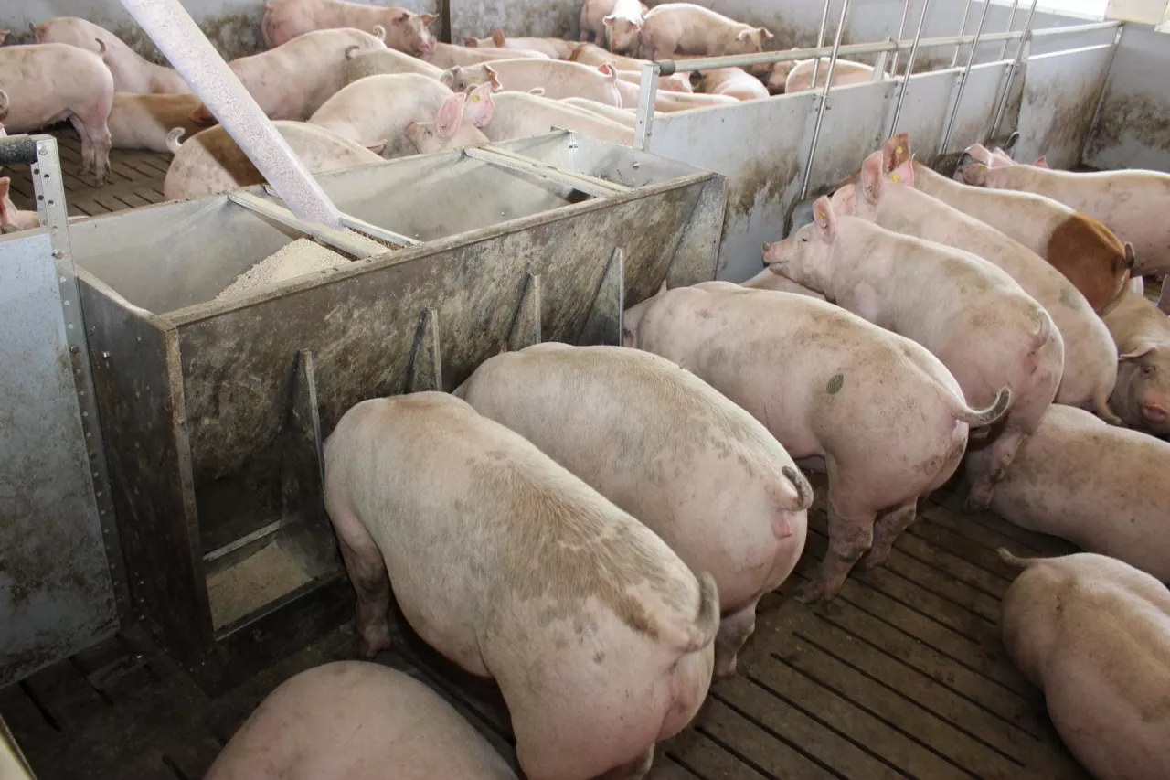 tuczniki pasza pobranie karmnik