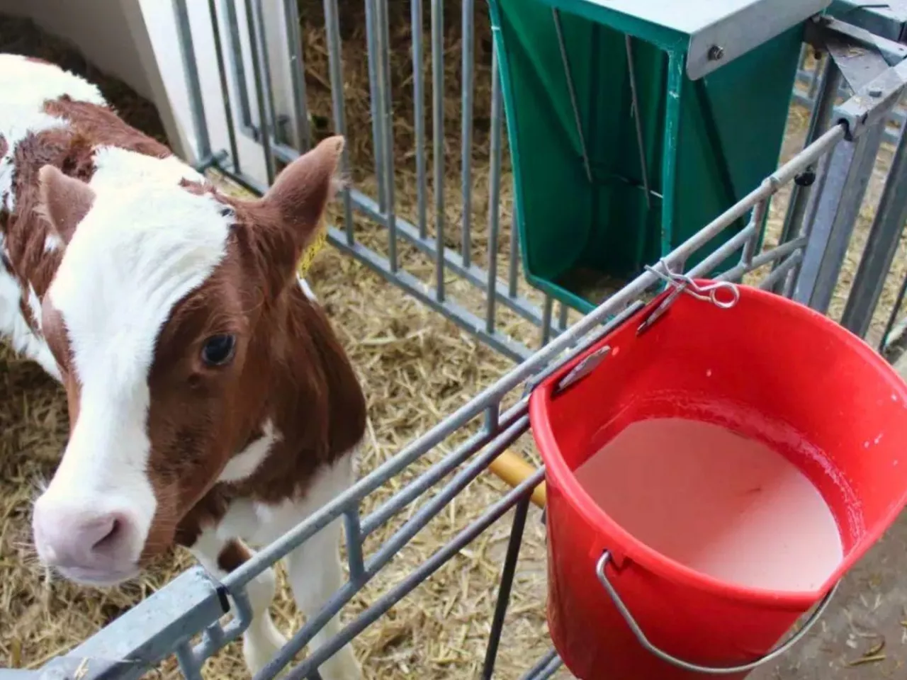 Podasz 2 dawki siary w 6 godzin? Krowa da nawet 1000 litrów mleka więcej 