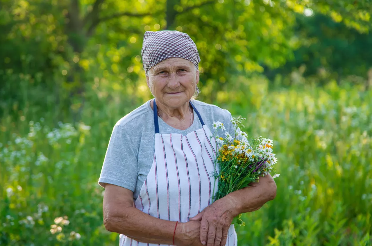 An old woman collects medicinal herbs. Selective focus. Nature.