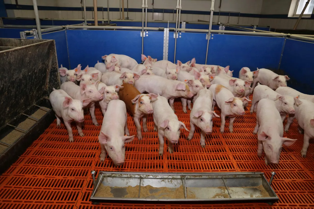 prosięta odsadzone, odchowalnia