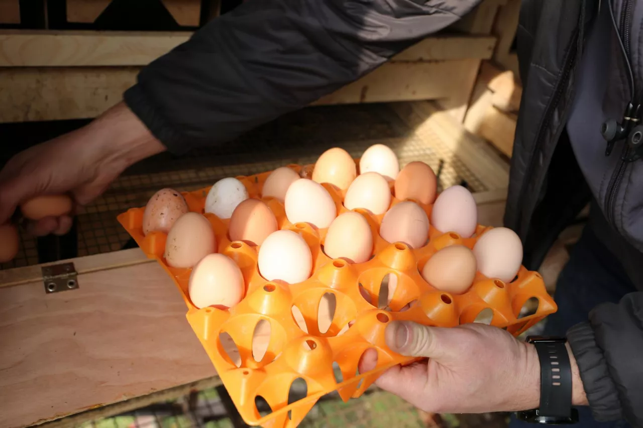 Rolnik zbiera jaja pastwiskowe w kurniku