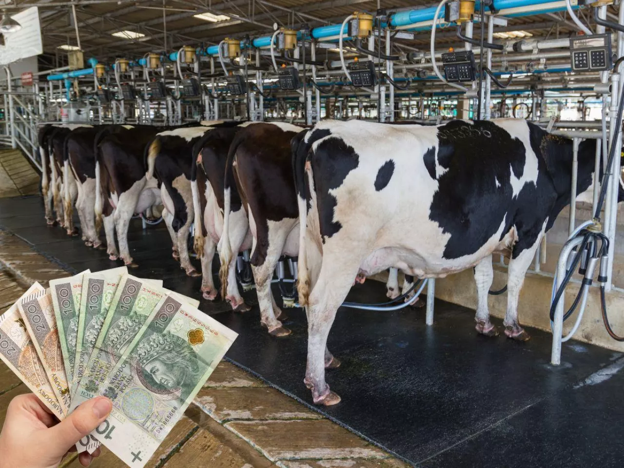 Niemcy: ceny mleka i sera lecą w dół, a rolnicy rezygnują z produkcji