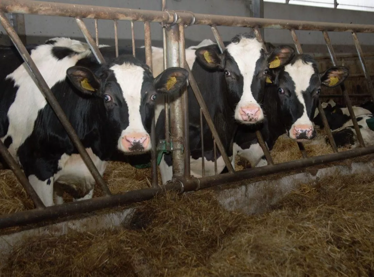Bydło mleczne w oborze