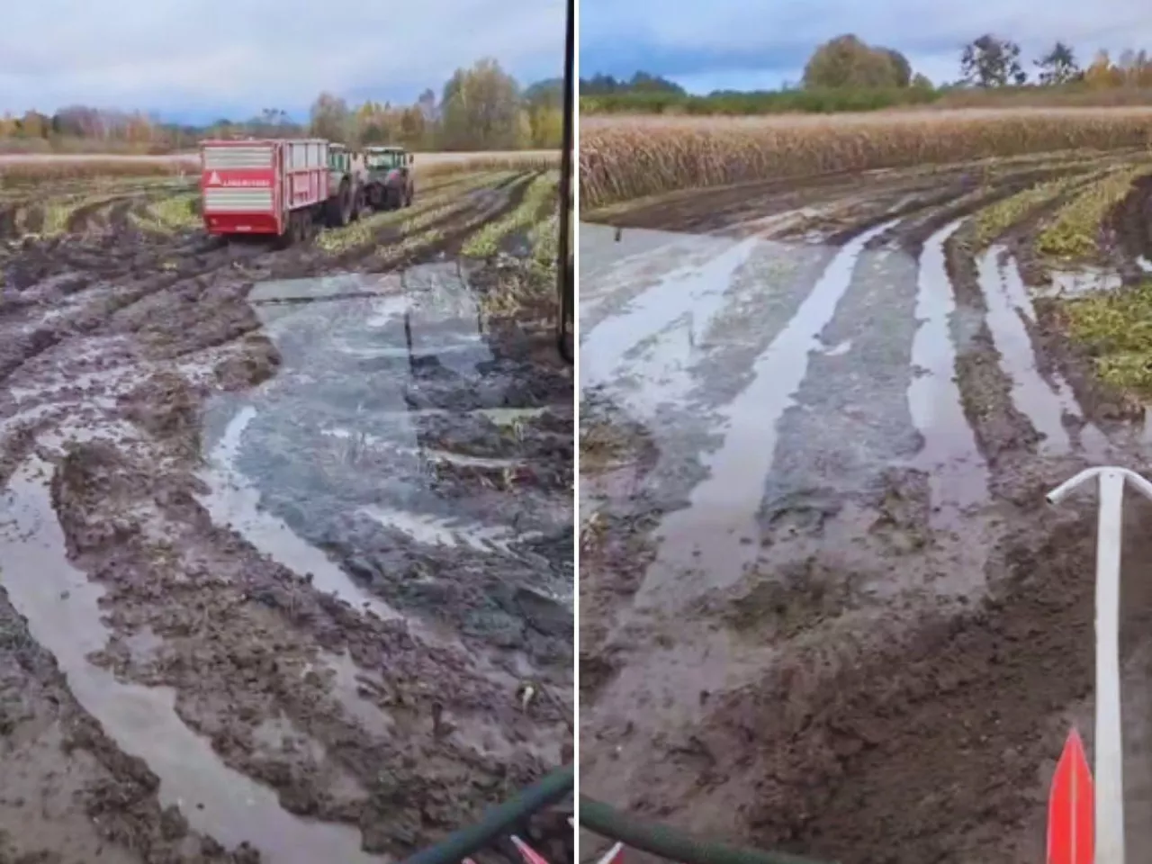Rolnicy koszą kukurydzę kiszonkową w błocie. ”Gwiazdka nas zastanie w polu”