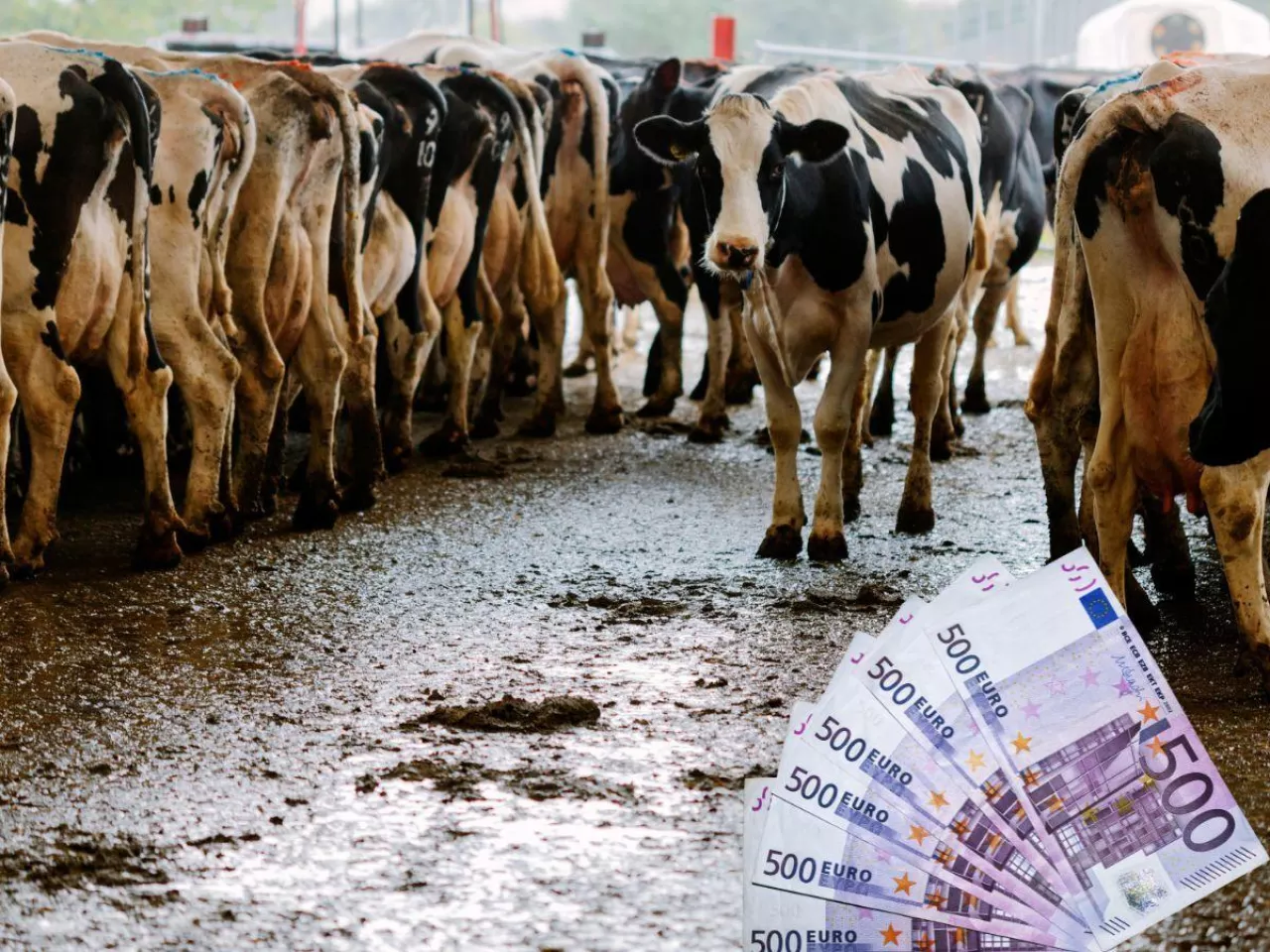 Ceny mleka spadną? Rolnicy ostrzegają przed katastrofą