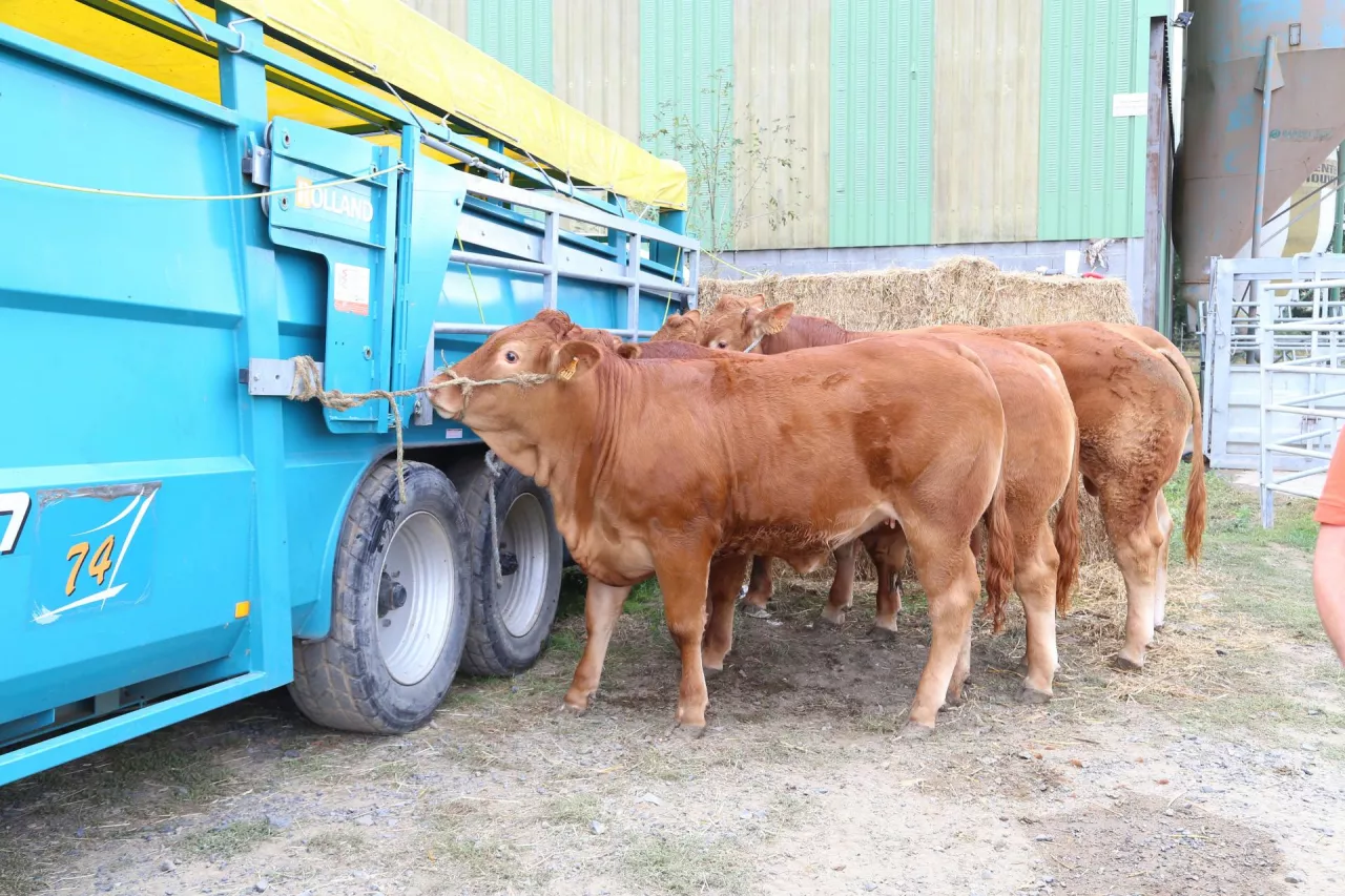 Jakie są aktualne ceny bydła w Polsce?
