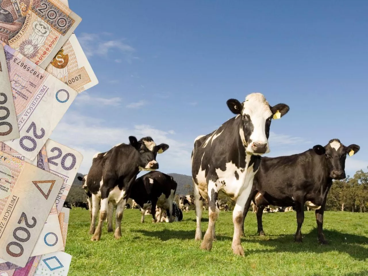 Ceny mleka w dół. To dopiero początek spadków?