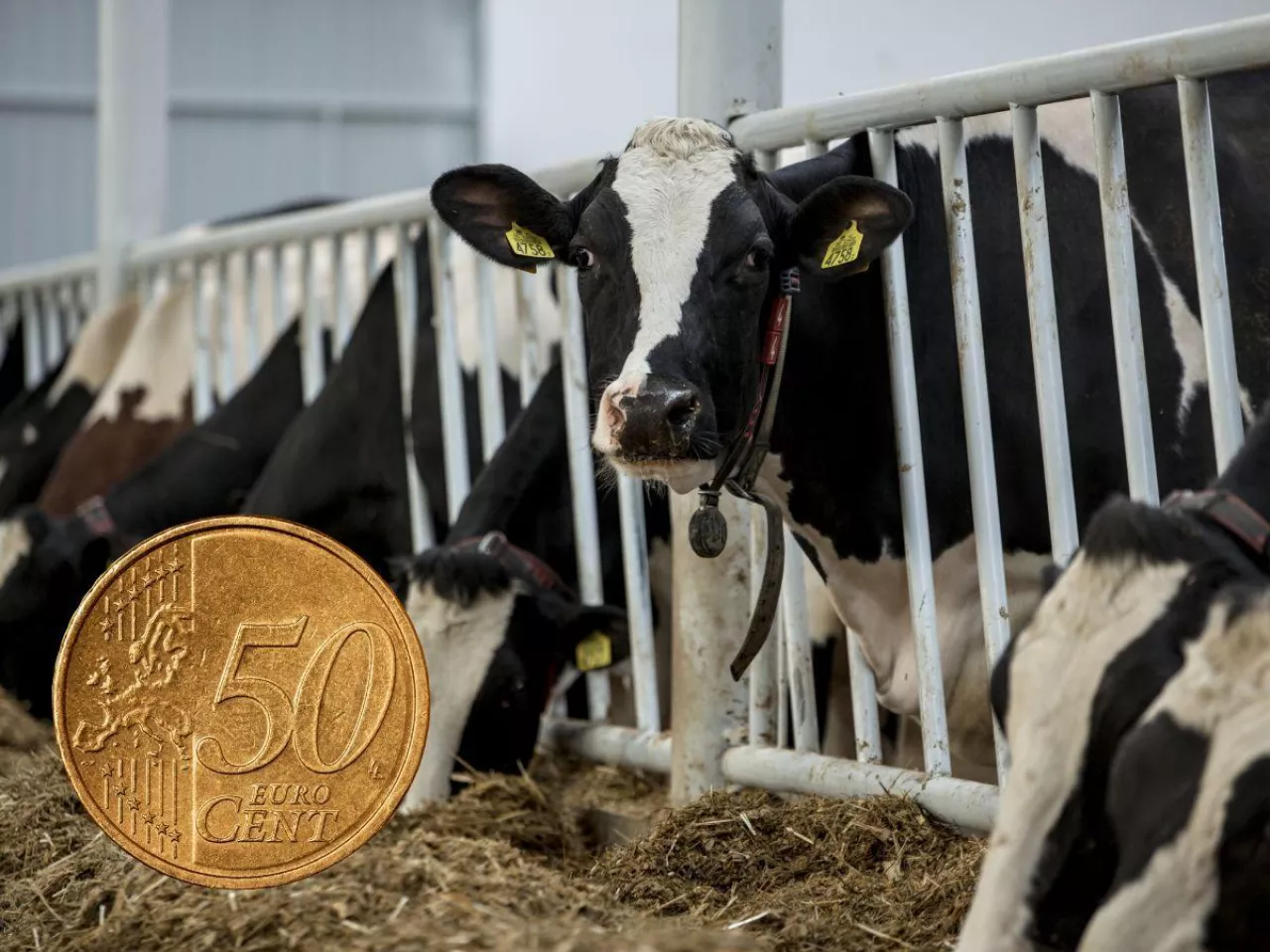 Analitycy: produkcja mleka w Holandii spadnie o 11 proc. Dlaczego?