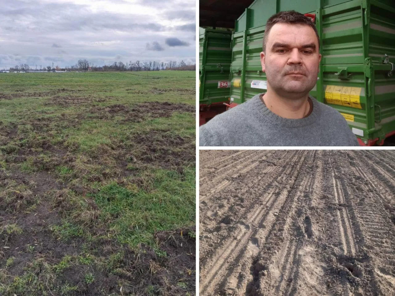 Ronicy tracą uprawy