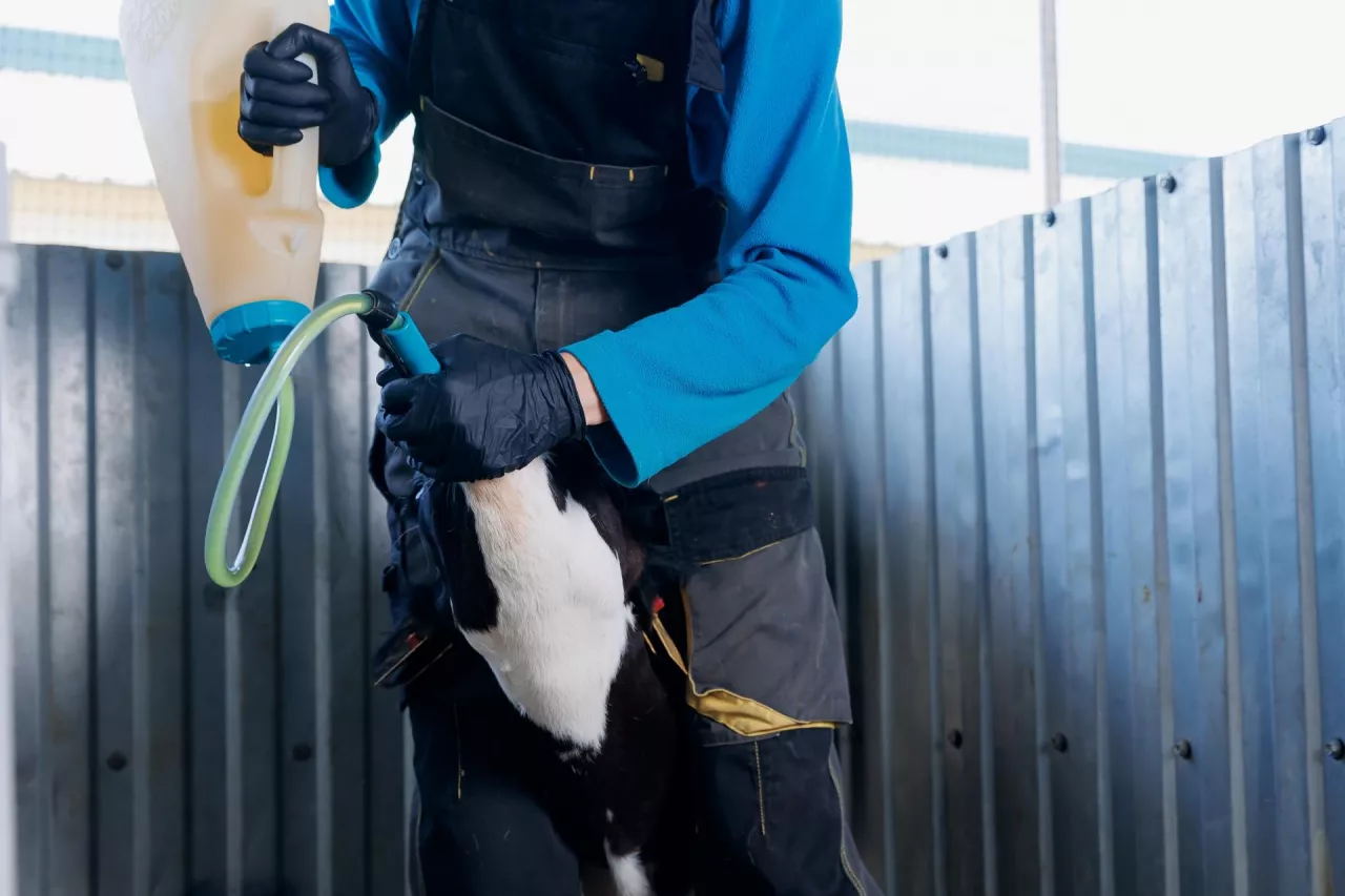 Veterinarian feeds colostrum milk to newborn calf. Cow farm industry concept.