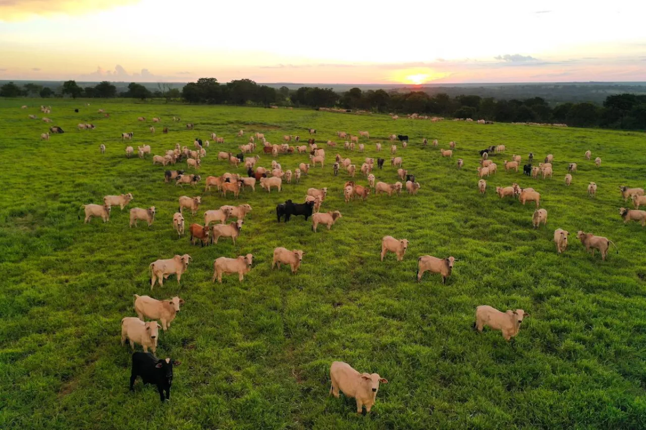 Stado bydła rasy Nelore na pastwisku w Brazylii