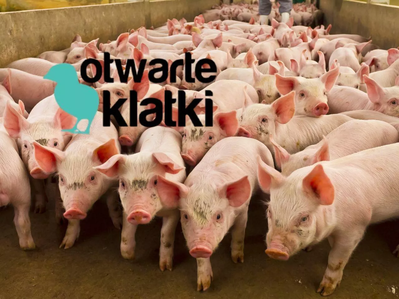 świnie, logo organizacji Otwarte Klatki