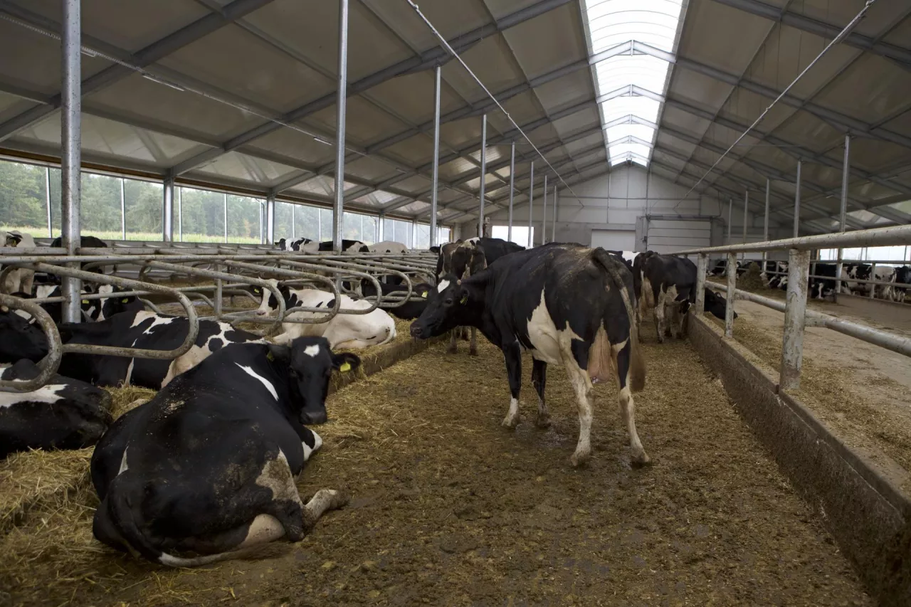 Krowy mleczne w oborze