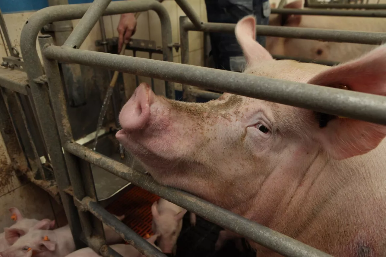 apetyt locha woda pasza