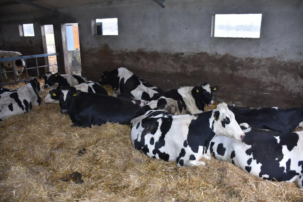 Obszar legowiskowy dla krów to głęboka sciółka